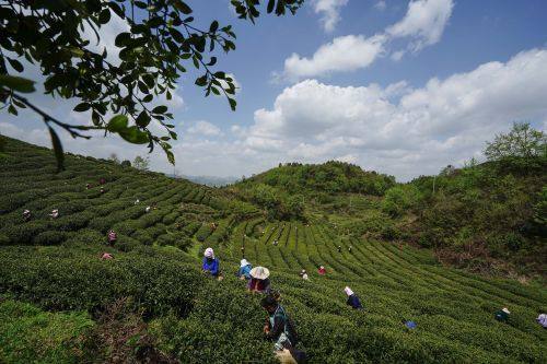 貴陽市上半年農(nóng)林牧漁業(yè)增長勢頭強勁，總產(chǎn)值達(dá)133.20億元，同比增長8.8%