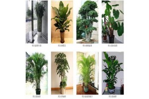 合肥綠植租賃價(jià)格及綠化植物租賃指南