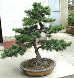 專業(yè)綠意，悅享空間 深圳電視臺攜手指定園藝公司打造高品質(zhì)室內(nèi)植物租擺與養(yǎng)護(hù)服務(wù)